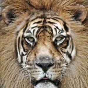 Meet your Posher, Assad